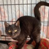 1月6日市原店に参加する花ねこ千葉の保護猫04