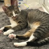 1月6日市原店に参加する花ねこ千葉の保護猫05