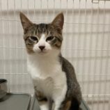 1月6日市原店に参加する花ねこ千葉の保護猫06