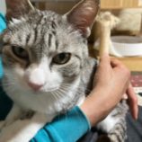 1月6日市原店に参加する花ねこ千葉の保護猫07