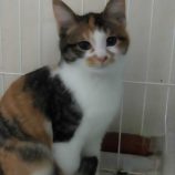 1月6日市原店に参加する花ねこ千葉の保護猫10