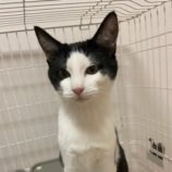 1月6日市原店に参加する花ねこ千葉の保護猫11