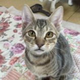 1月6日市原店に参加する花ねこ千葉の保護猫12