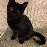 1月6日市原店に参加する花ねこ千葉の保護猫13