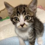 1月6日市原店に参加する花ねこ千葉の保護猫14