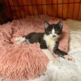 1月6日市原店に参加する花ねこ千葉の保護猫15