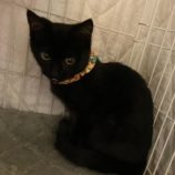 1月6日市原店に参加する花ねこ千葉の保護猫16