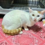 1月6日市原店に参加する花ねこ千葉の保護猫17