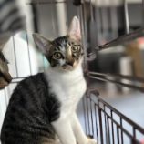 1月6日市原店に参加する花ねこ千葉の保護猫18