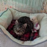 1月6日市原店に参加する花ねこ千葉の保護猫19