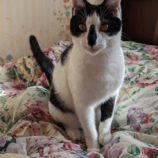 1月6日市原店に参加する花ねこ千葉の保護猫20