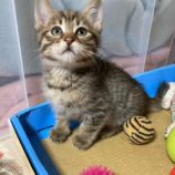 1月6日市原店に参加する花ねこ千葉の保護猫21