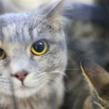 1月6日市原店に参加する花ねこ千葉の保護猫22