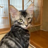 1月6日市原店に参加する花ねこ千葉の保護猫23