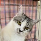 1月6日市原店に参加する花ねこ千葉の保護猫24