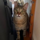 1月6日市原店に参加する花ねこ千葉の保護猫25