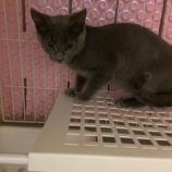 1月6日市原店に参加する花ねこ千葉の保護猫26