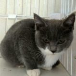 1月6日市原店に参加する花ねこ千葉の保護猫27