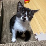 1月6日市原店に参加する花ねこ千葉の保護猫28