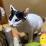 1月6日市原店に参加する花ねこ千葉の保護猫29