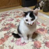 1月6日市原店に参加する花ねこ千葉の保護猫30