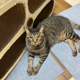 12月16日君津店に参加する猫レンジャーの保護猫09
