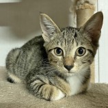 12月16日君津店に参加する猫レンジャーの保護猫24