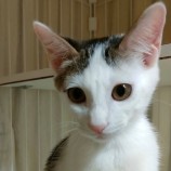 12月23日君津店に参加する富津ねこネットの保護猫08