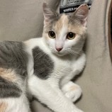 12月10日新田店に参加する猫のへやの保護猫03