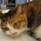 12月10日新田店に参加する猫のへやの保護猫06