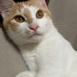 12月10日新田店に参加する猫のへやの保護猫10