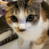 12月10日新田店に参加する猫のへやの保護猫12