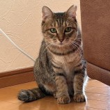 12月16日八千代店に参加する花ねこ千葉の保護猫03