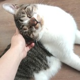 12月16日八千代店に参加する花ねこ千葉の保護猫04