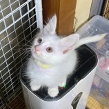 12月16日八千代店に参加する花ねこ千葉の保護猫06