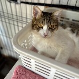 12月16日八千代店に参加する花ねこ千葉の保護猫07