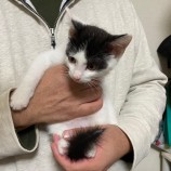 12月16日八千代店に参加する花ねこ千葉の保護猫08