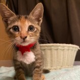 12月16日八千代店に参加する花ねこ千葉の保護猫10