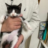 12月16日八千代店に参加する花ねこ千葉の保護猫13