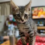 12月16日八千代店に参加する花ねこ千葉の保護猫14