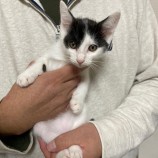 12月16日八千代店に参加する花ねこ千葉の保護猫15