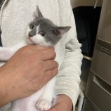 12月16日八千代店に参加する花ねこ千葉の保護猫16