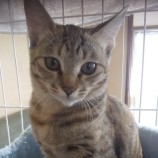 12月24日吉岡店に参加する猫のへやの保護猫03