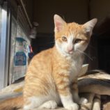 1月14日荒川沖店に参加するTeam.ホーリーキャットの保護猫01