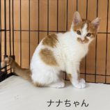1月14日荒川沖店に参加するTeam.ホーリーキャットの保護猫02