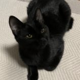 1月14日荒川沖店に参加するTeam.ホーリーキャットの保護猫03