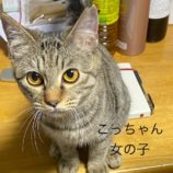 1月14日荒川沖店に参加するTeam.ホーリーキャットの保護猫04
