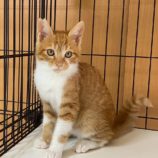 1月14日荒川沖店に参加するTeam.ホーリーキャットの保護猫05