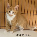 1月14日荒川沖店に参加するTeam.ホーリーキャットの保護猫06