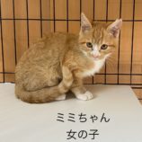 1月14日荒川沖店に参加するTeam.ホーリーキャットの保護猫07